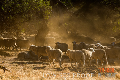 February 2018 / SHEEP_1534