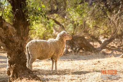 February 2018 / SHEEP_1535
