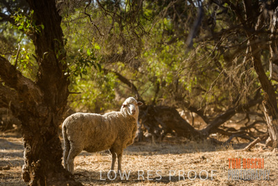 February 2018 / SHEEP_1536