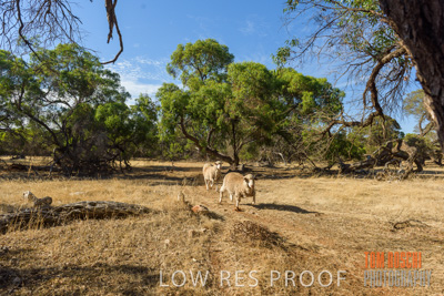 February 2018 / SHEEP_1537