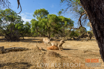 February 2018 / SHEEP_1538