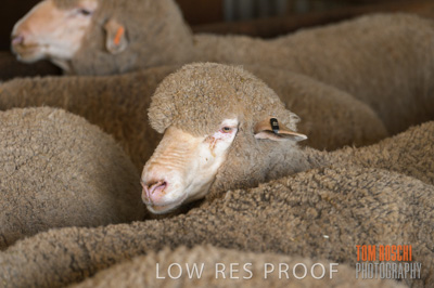 February 2018 / SHEEP_1550