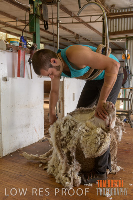 February 2018 / SHEEP_1551