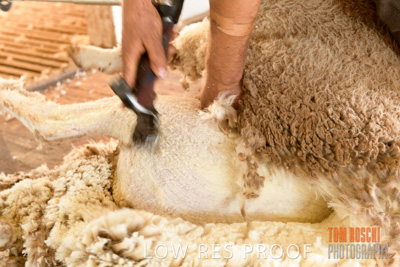 February 2018 / SHEEP_1552