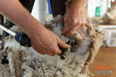 February 2018 / SHEEP_1553