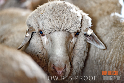 February 2018 / SHEEP_1554