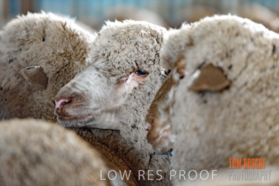 February 2018 / SHEEP_1555