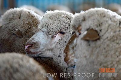 February 2018 / SHEEP_1556