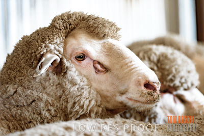 February 2018 / SHEEP_1557