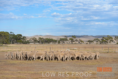 February 2018 / SHEEP_1558