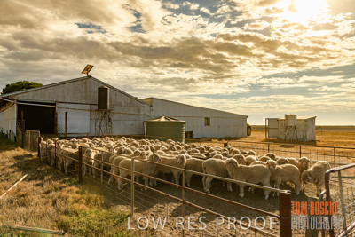 February 2018 / SHEEP_1559