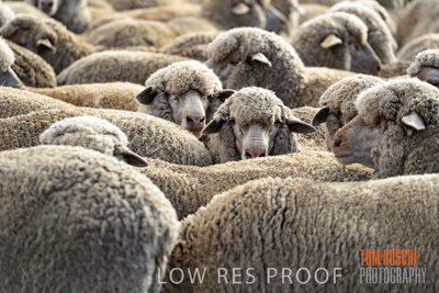 February 2018 / SHEEP_1560