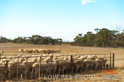 February 2018 / SHEEP_1561