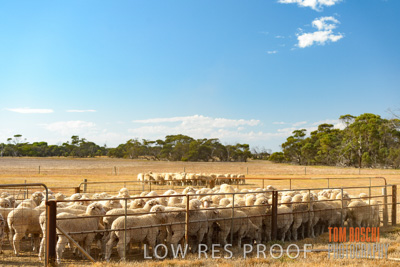 February 2018 / SHEEP_1562