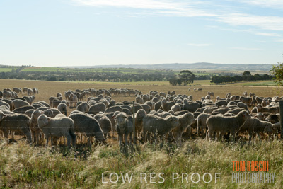 October 2018 / SHEEP_1600