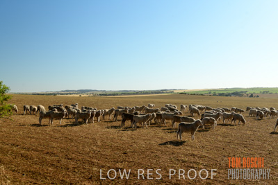 October 2018 / SHEEP_1601