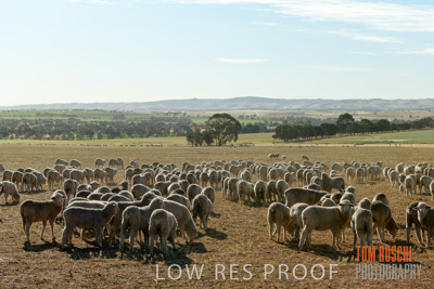 October 2018 / SHEEP_1602