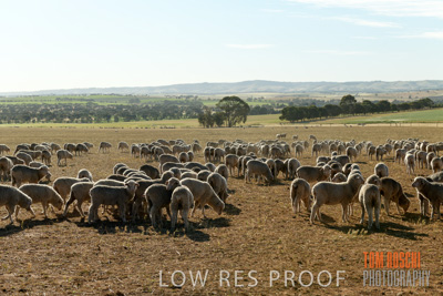 October 2018 / SHEEP_1603