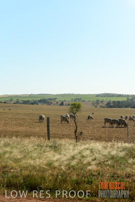 October 2018 / SHEEP_1604