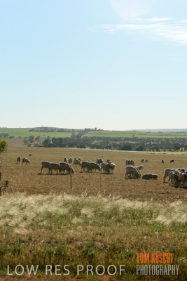 October 2018 / SHEEP_1605