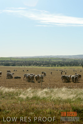 October 2018 / SHEEP_1606