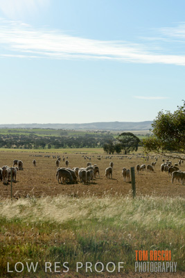 October 2018 / SHEEP_1607