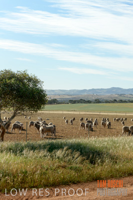 October 2018 / SHEEP_1609