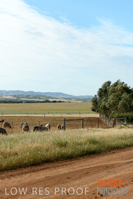 October 2018 / SHEEP_1611