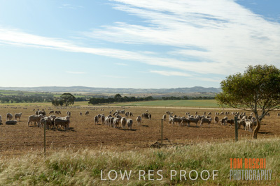 October 2018 / SHEEP_1612