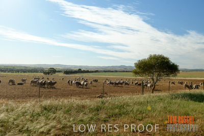 October 2018 / SHEEP_1613