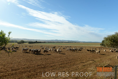 October 2018 / SHEEP_1614