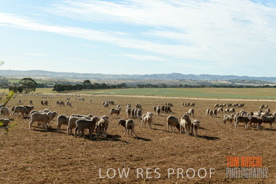 October 2018 / SHEEP_1615