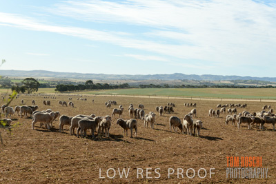 October 2018 / SHEEP_1616