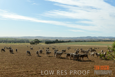 October 2018 / SHEEP_1617