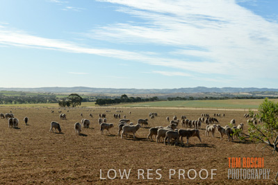 October 2018 / SHEEP_1618