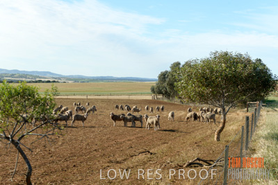 October 2018 / SHEEP_1619