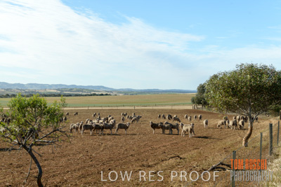 October 2018 / SHEEP_1620