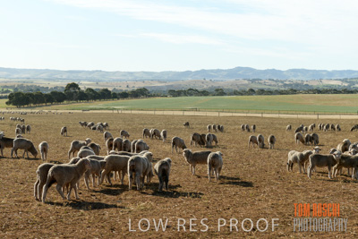 October 2018 / SHEEP_1621