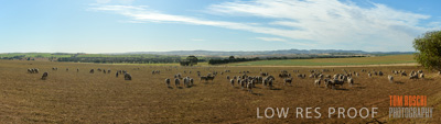 October 2018 / SHEEP_1622-Pano