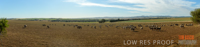 October 2018 / SHEEP_1630-Pano