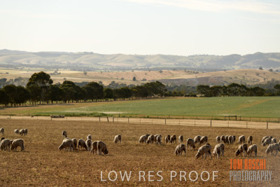 October 2018 / SHEEP_1638