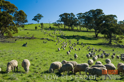 June 2007 / SHEEP_166