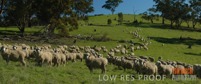 June 2007 / SHEEP_169