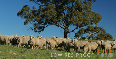 June 2007 / SHEEP_170