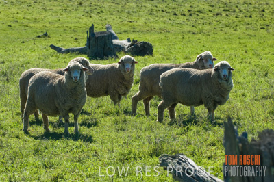 June 2007 / SHEEP_171