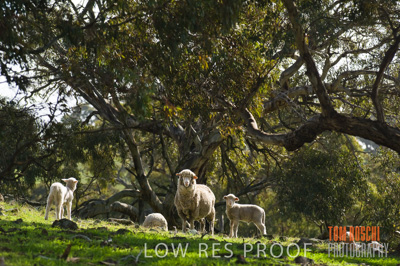 August 2007 / SHEEP_253