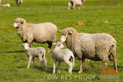August 2007 / SHEEP_254
