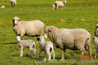 August 2007 / SHEEP_255