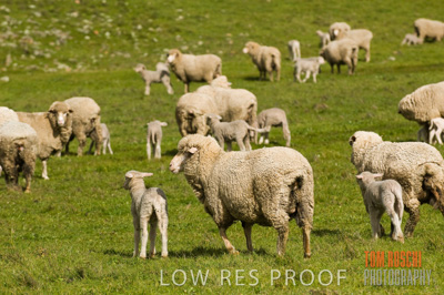 August 2007 / SHEEP_256