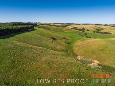 November 2019 / SHEEP_3089